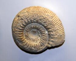 Ammonitida - Virgatosphinctes sp.JPG