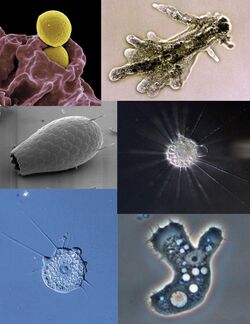 Amoeba collage.jpg