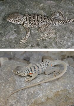 Amphibians-and-reptiles-of-the-state-of-Coahuila-Mexico-with-comparison-with-adjoining-states-zookeys-593-117-g005.jpg