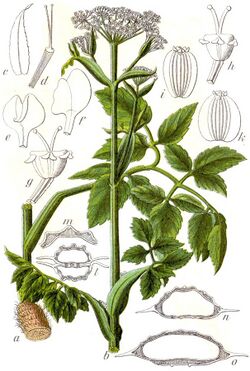 Angelica palustris Sturm24.jpg
