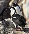 Antarctic Shags at Jougla Point, Antarctica (6063123007).jpg