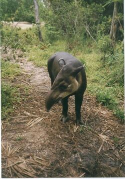 April the Tapir, Belize (1984).jpg