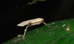 Arctiid Moth (Macotasa orientalis) (8727801265).jpg