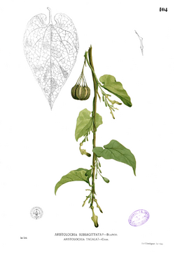 Aristolochia acuminata Blanco1.104.png