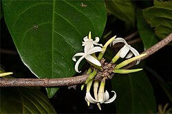 Atractocarpus-sessilis-ALA-4.jpg