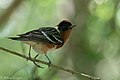 Bay-breasted Warbler (male) Anahuac NWR - Woodlot TX 2018-04-25 12-28-22 (40261478240).jpg