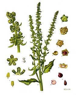 Beta vulgaris - Köhler–s Medizinal-Pflanzen-167.jpg