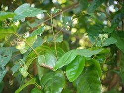 Blachia andamanica subsp. denudata (8294410112).jpg