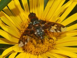 Bombyliidae - Exoprosopa capucina.JPG