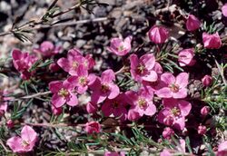 Boronia pulchella.jpg