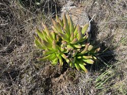 Bright Green Dudleya 1.jpg