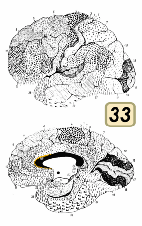 Brodmann Cytoarchitectonics 33.png