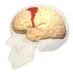 Brodmann area 6 lateral.jpg