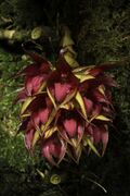 Bulbophyllum decurviscapum J.J.Sm., Bull. Jard. Bot. Buitenzorg, sér. 3, 12 139 (1932) (49911330017).jpg