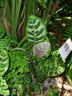 Calathea makoyana.jpg