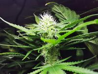 Cannabis 20160411 093402 (26092404540).jpg