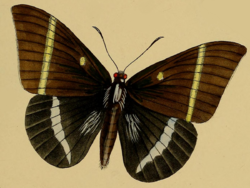Castnia papilionaris in Westwood 1877.png