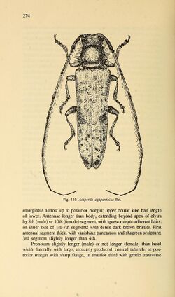Cerambycidae of Northern Asia (Page 274) BHL32145674.jpg