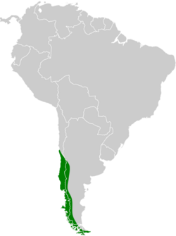 Cinclodes patagonicus map.svg