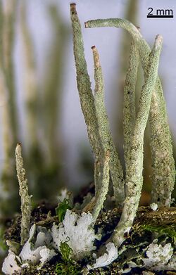 Cladonia coniocraea guwak 114 1.jpg