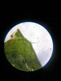 Cleaver plant leaf under microscope.jpg