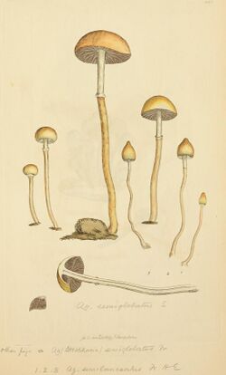 Coloured Figures of English Fungi or Mushrooms - t. 248.jpg
