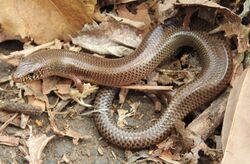 Common Snake Skink Lygosoma punctata by Dr. Raju Kasambe DSCN5148 (9).jpg