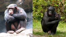 Composite image of male chimpanzee (left) and male bonobo (right) (CC BY version).png