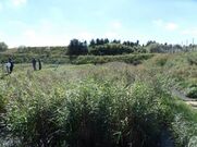Constructed wetlands for sewage treatment near Gdansk, Poland