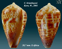 Conus brianhayesi 1.jpg
