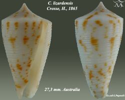Conus lizardensis 2.jpg
