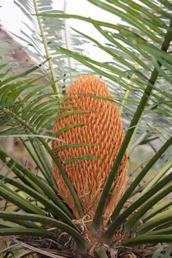 Cycas nayagarhensis Singh Radha Khuraijam.JPG