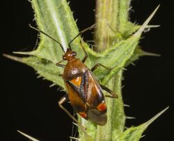 Deraeocoris ruber MHNT Type.jpg