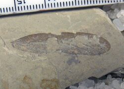 Dinokanaga andersoni holotype SR 01-06-01 v2.jpg