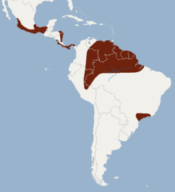 Distribution of Glyphonycteris sylvestris.png