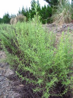 Dittrichia graveolens (L.) W.Greuter (AM AK338520-1).jpg