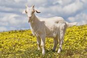 Domestic goat kid in capeweed.jpg