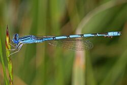 Double-striped Bluet - Enallagma basidens, Richard G Thompson Wildlife Management Area, Linden, Virginia - 7185755366.jpg