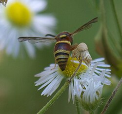 Euodynerus annulatus P1180814a.jpg