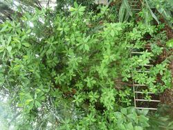 Euphorbia cupularis, habitus, Manie vd Schijff BT, a.jpg