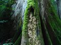 FOREST TREE SABARIMALA KERALA - panoramio.jpg