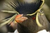 Falkland Islands Penguins 88.jpg
