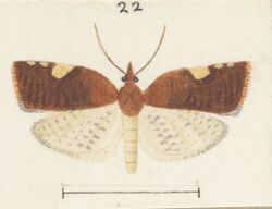 Fig 22 MA I437626 TePapa Plate-XXVII-The-butterflies full (cropped).jpg