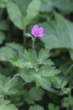 Geranium thunbergii.JPG