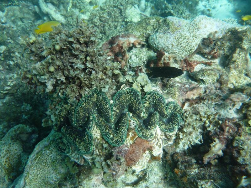 File:Giant clam 2.JPG