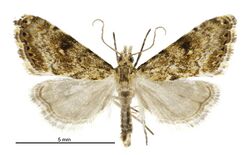 Glaucocharis parorma male.jpg