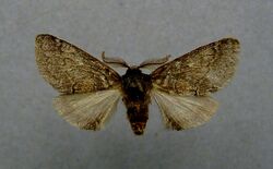 Gluphisia crenata.male.jpg