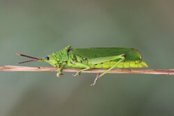 Grasshopper (Taphronota calliparea) female.jpg