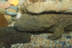 Hellbender Cryptobranchus alleganiensis.jpg