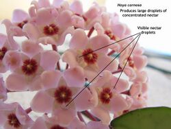 Hoya carnosa nectar IMG 1395c.jpg